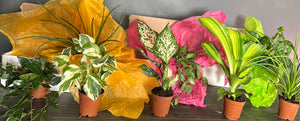 PLANT POPS!
