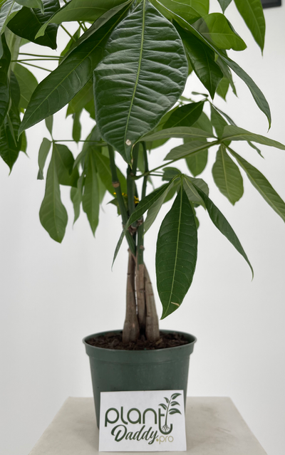 Plant Daddy Money Tree - 6in grow container - Live Plant - was $21.95 ON SPECIAL $19.95