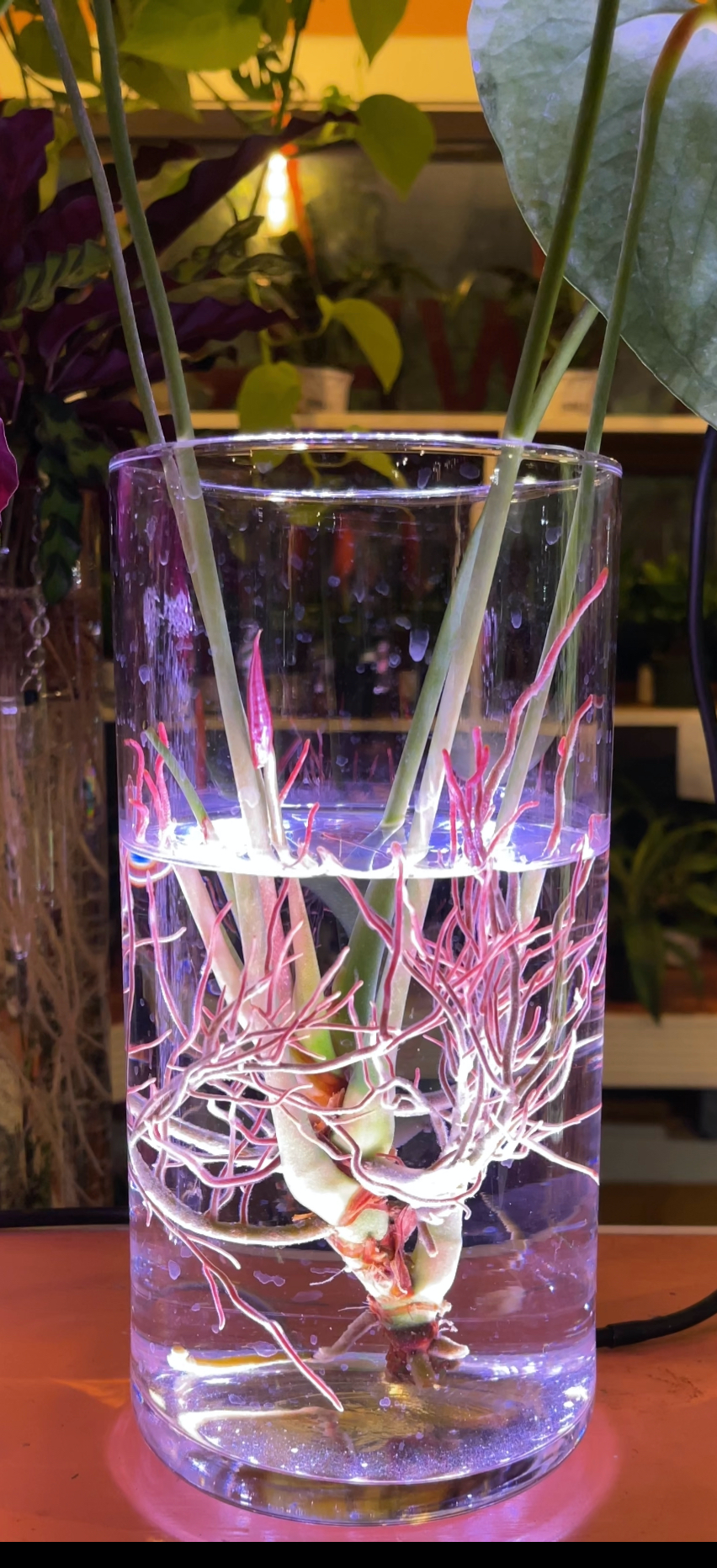 Plant Daddy EXCLUSIVE!!  Waterproof LED Round Hydro Light - Pink White  $25.95 - Free Freight