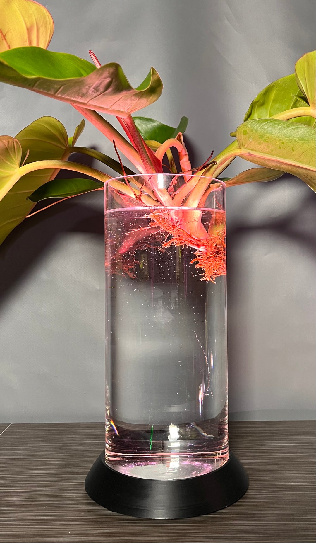 NEW! Plant Daddy G2 Base-Hydro light or with (optional) overhead light   Free Freight