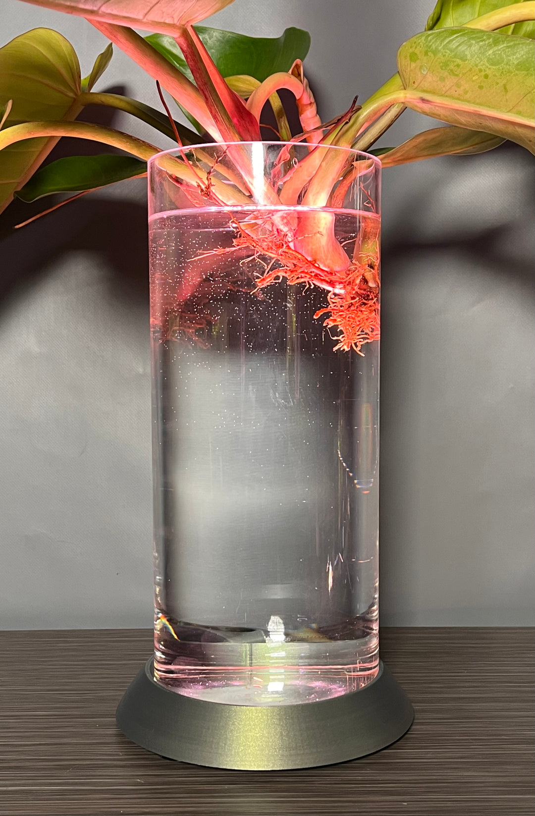 NEW! Plant Daddy G2 Base-Hydro light or with (optional) overhead light   Free Freight