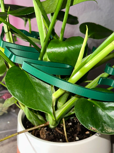 Monstera Leaf Plant Support and Decoration -  Steal Deal! -  Limited Quantity - $11.95 Free Shipping!