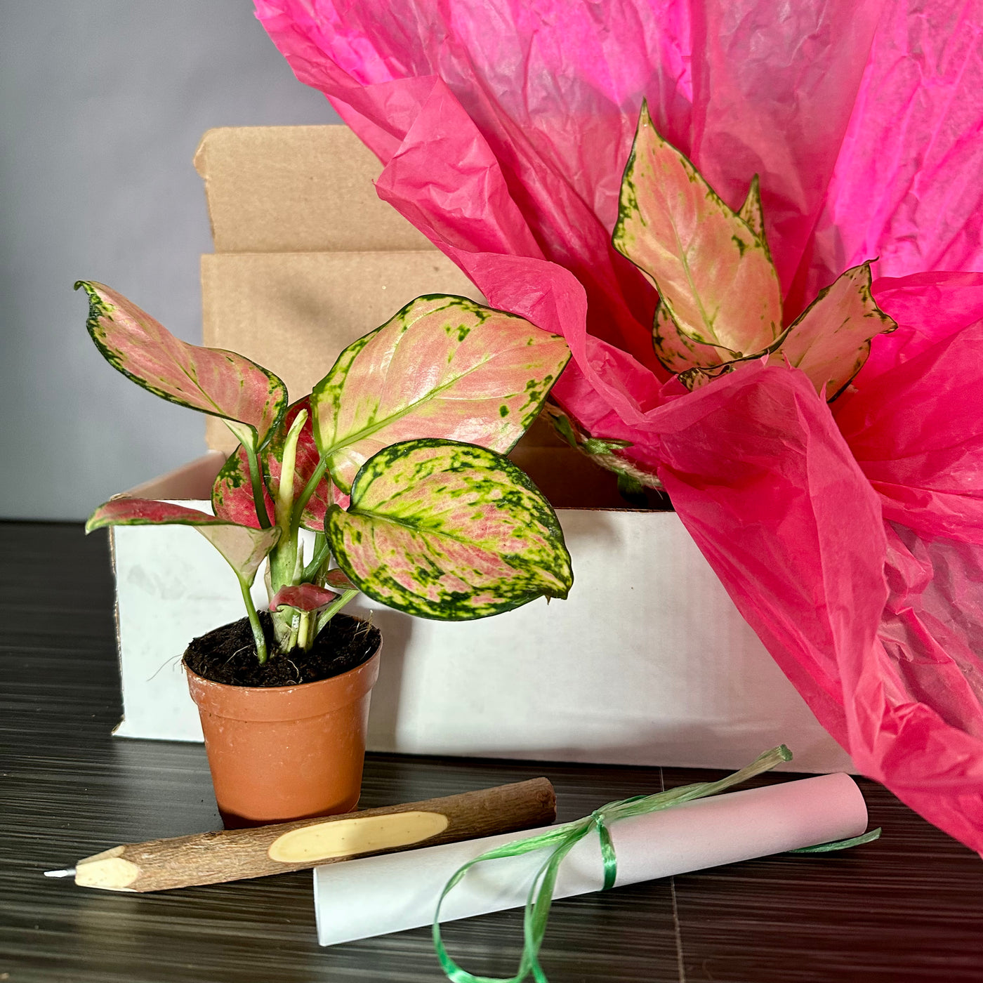 Plant Pop!  2in Aglaonema Beauty Dressed Up in Colored Tissue - Back to School or Birthday Theme With Card Message - Free Shipping