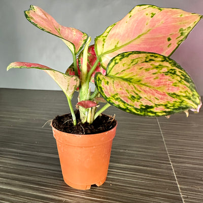Plant Pop!  2in Aglaonema Beauty Dressed Up in Colored Tissue - Back to School or Birthday Theme With Card Message - Free Shipping