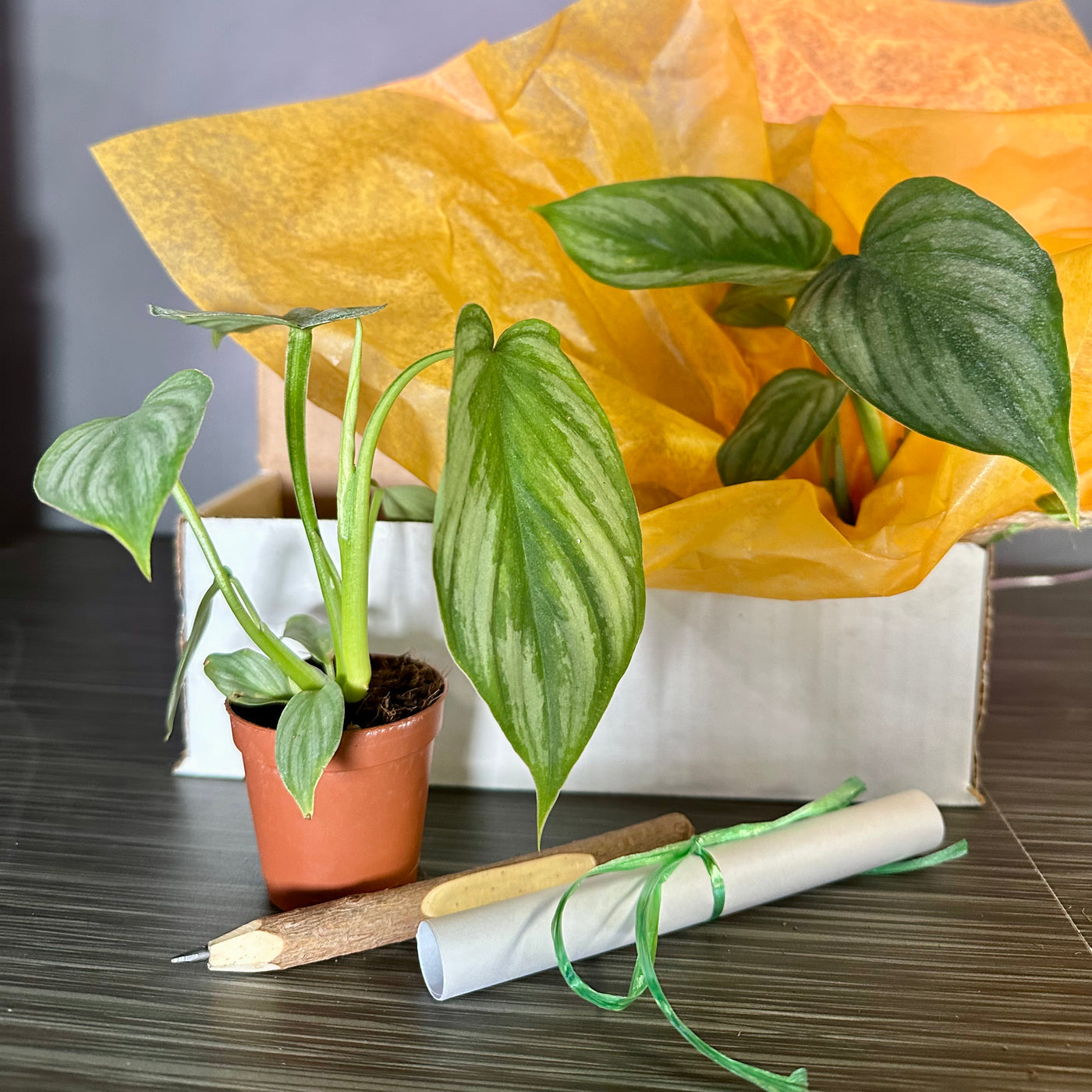 Plant Pop!  2in Philodendron Mamei Plant Dressed Up in Colored Tissue - Back to School or Birthday Theme With Card Message - Free Shipping