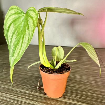 Plant Pop!  2in Philodendron Mamei Plant Dressed Up in Colored Tissue - Back to School or Birthday Theme With Card Message - Free Shipping