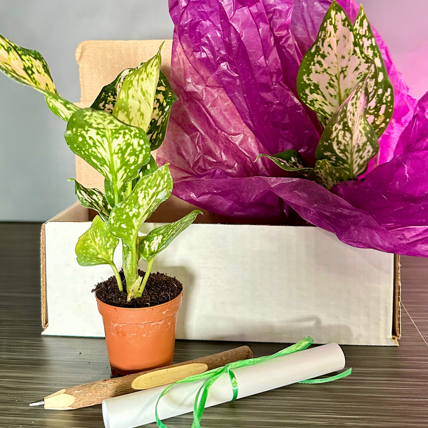 Plant Pop!  2in Aglaonema Eileen Dressed Up in Colored Tissue - Back to School or Birthday Theme With Card Message - Free Shipping