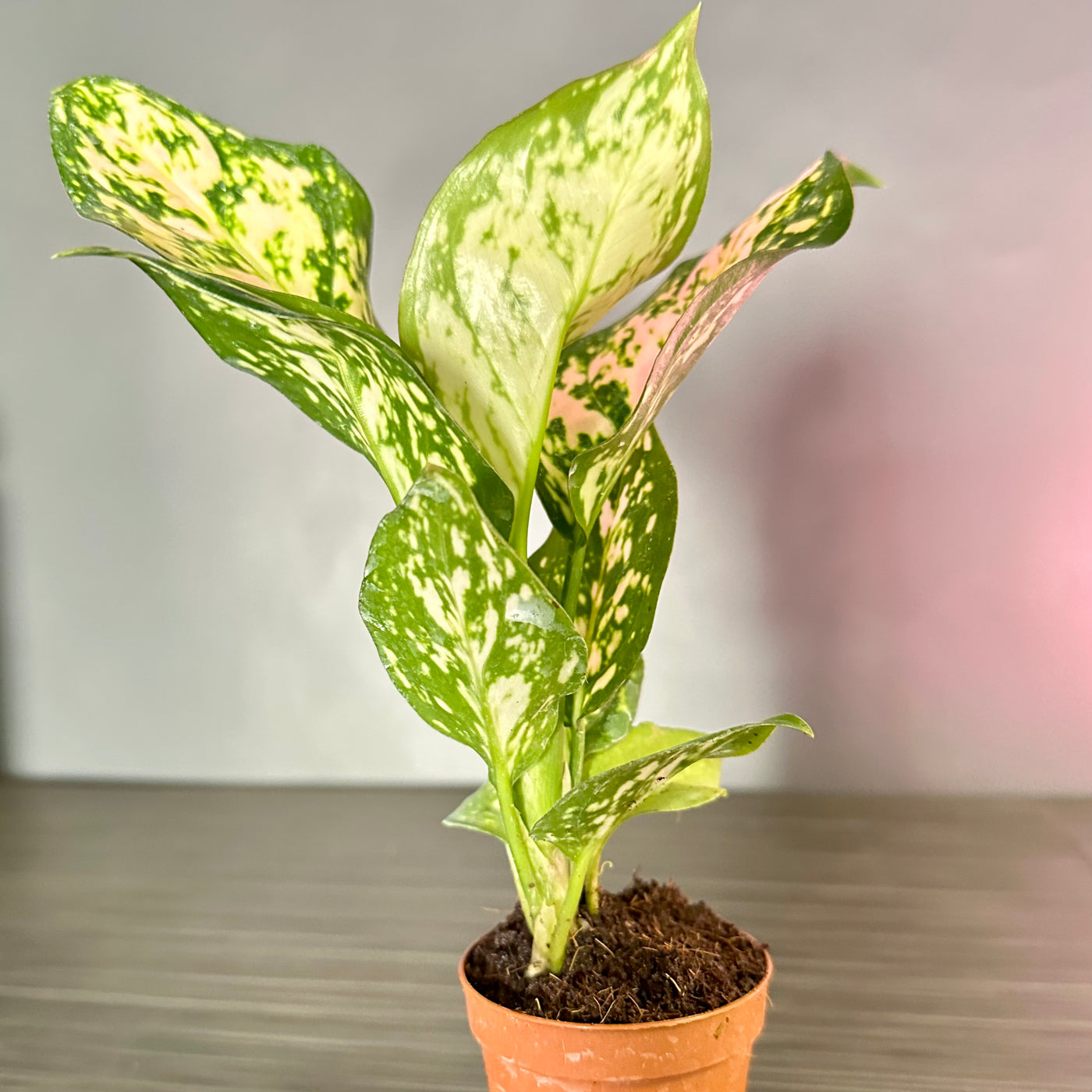 Plant Pop!  2in Aglaonema Eileen Dressed Up in Colored Tissue - Back to School or Birthday Theme With Card Message - Free Shipping