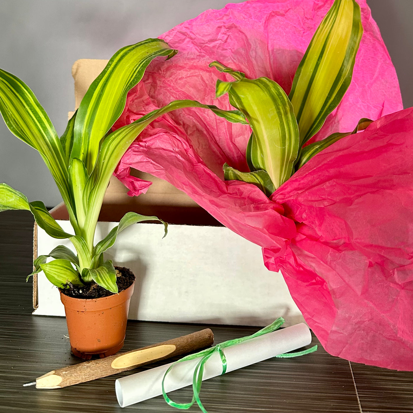 Plant Pop!  2in Dracaena Marley Plant Dressed Up in Colored Tissue - Back to School or Birthday Theme With Card Message - Free Shipping