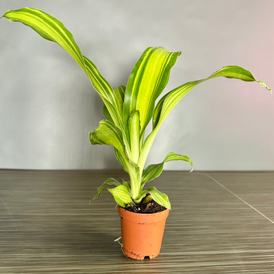 Plant Pop!  2in Dracaena Marley Plant Dressed Up in Colored Tissue - Back to School or Birthday Theme With Card Message - Free Shipping