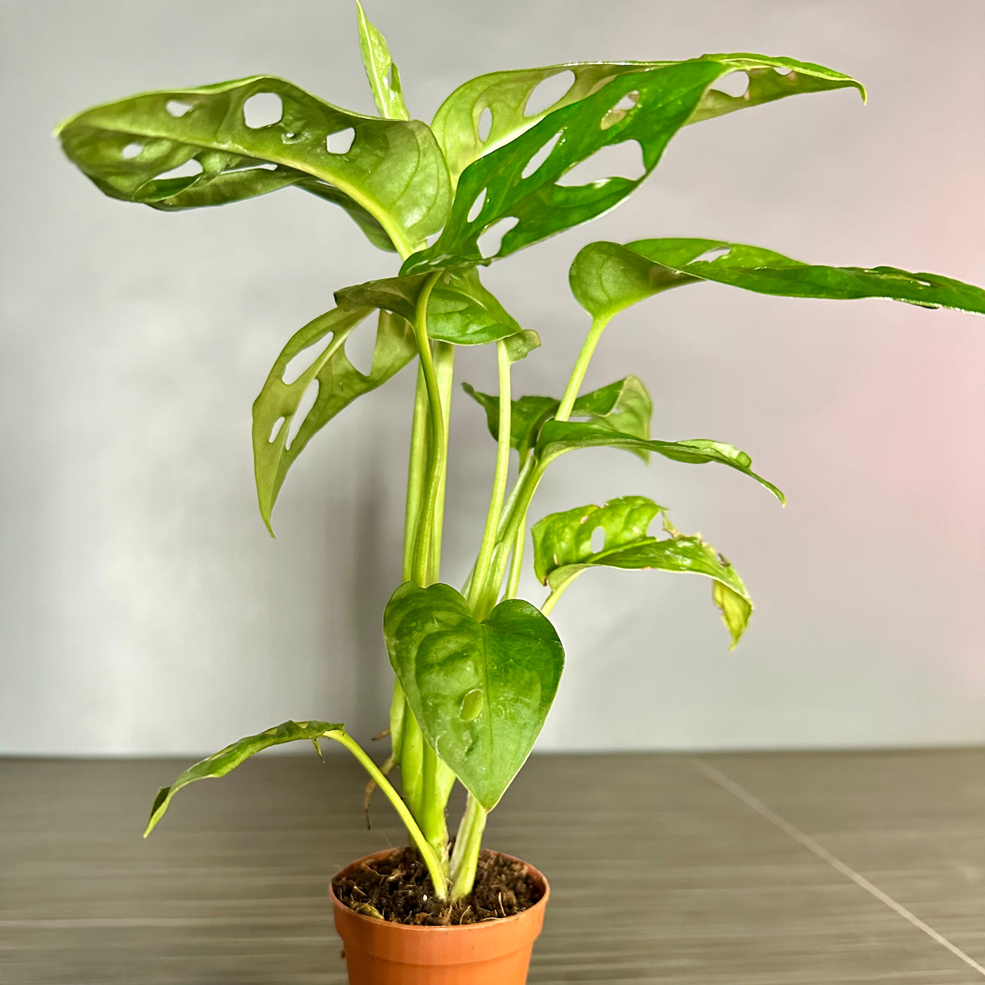 Plant Pop!  2in Monstera Swiss Cheese Plant Dressed Up in Colored Tissue - Back to School or Birthday Theme With Card Message - Free Shipping