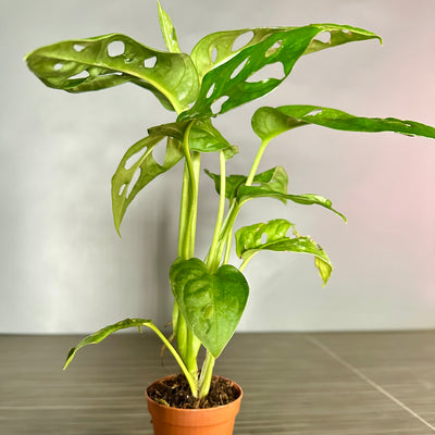 Plant Pop!  2in Monstera Swiss Cheese Plant Dressed Up in Colored Tissue - Back to School or Birthday Theme With Card Message - Free Shipping