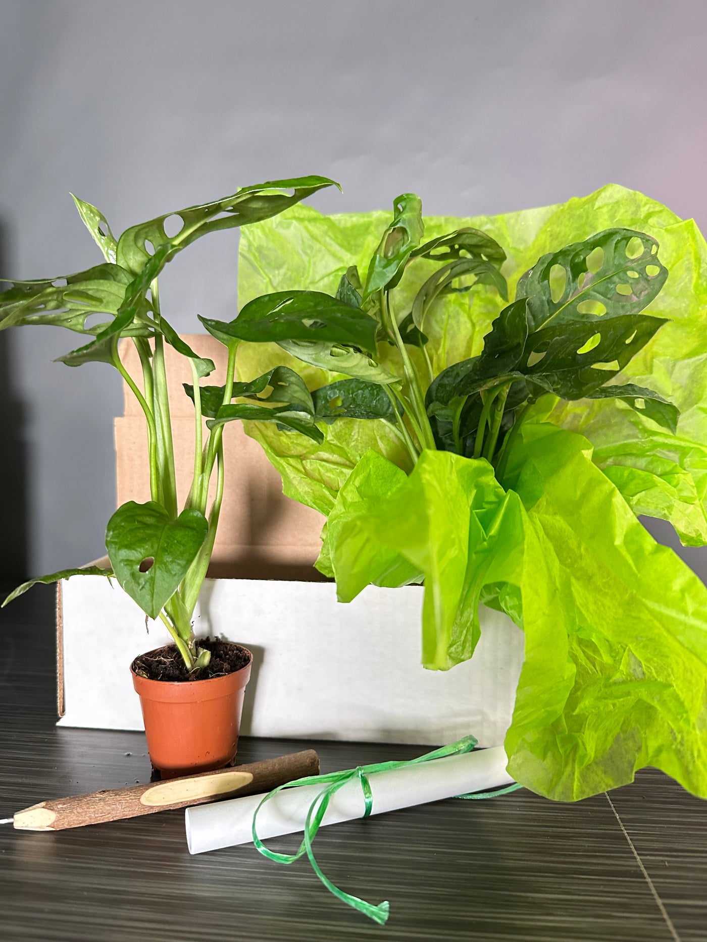 Plant Pop!  2in Monstera Swiss Cheese Plant Dressed Up in Colored Tissue - Back to School or Birthday Theme With Card Message - Free Shipping
