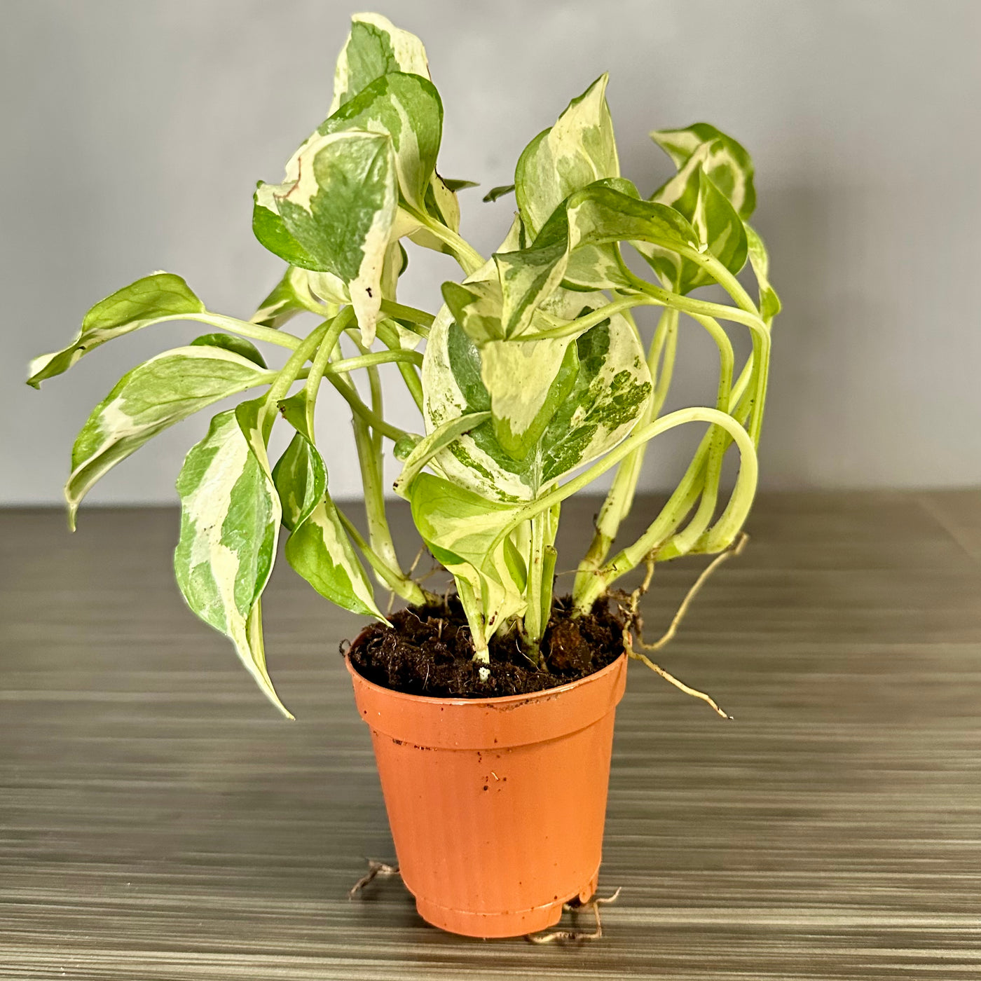 Epipremnum aureum 'Pearls & Jade' Plant Pop!  2in Pothos N Joy Plant Dressed Up in Colored Tissue - Back to School or Birthday Theme and Card Message - Free Shipping