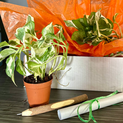 Epipremnum aureum 'Pearls & Jade' Plant Pop!  2in Pothos N Joy Plant Dressed Up in Colored Tissue - Back to School or Birthday Theme and Card Message - Free Shipping