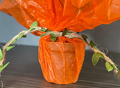 Plant Pop! 2in Hoya Eskimo Dressed Up in Colored Tissue - Back to School or Birthday Theme With Card Message - Free Shipping