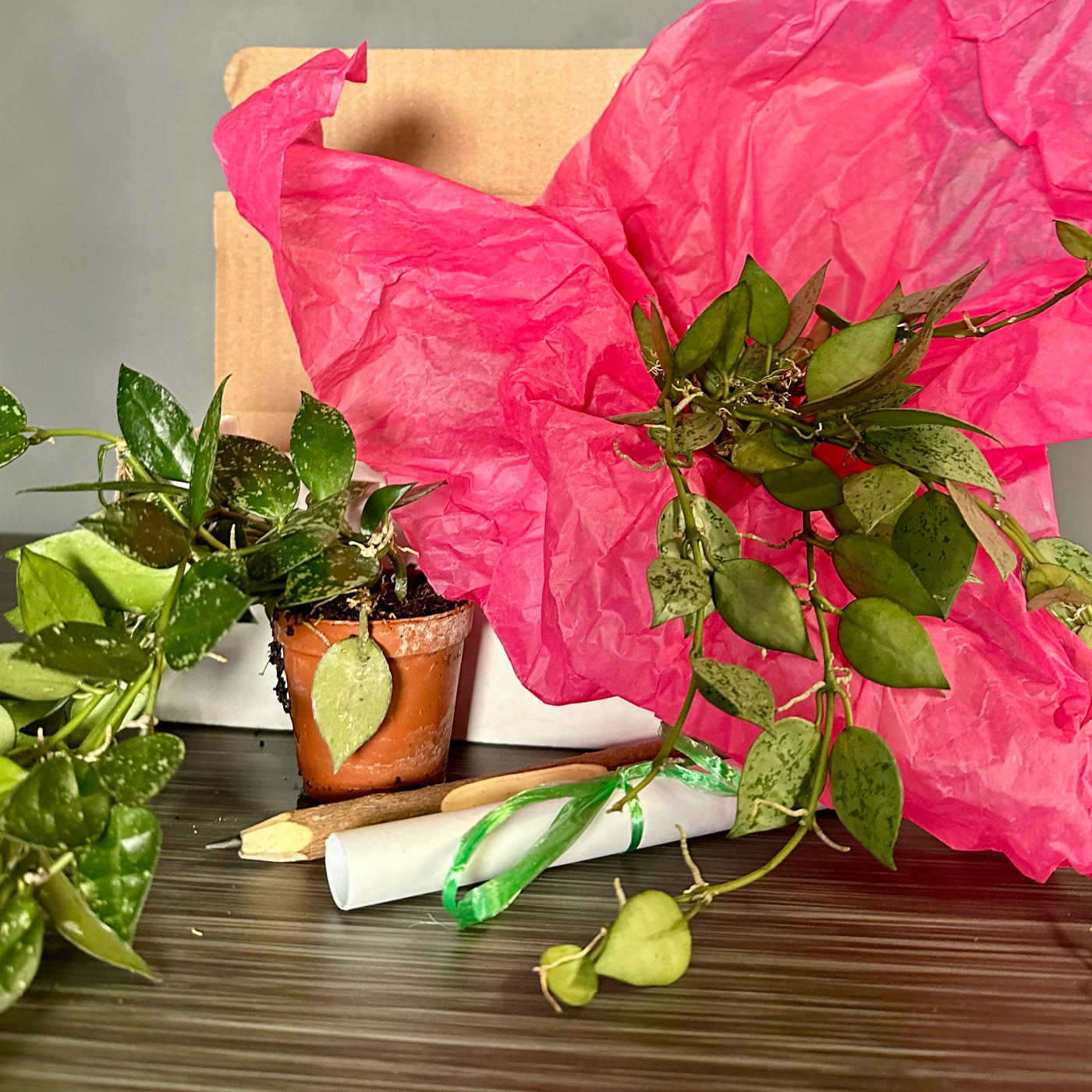 Plant Pop! 2in Hoya Eskimo Dressed Up in Colored Tissue - Back to School or Birthday Theme With Card Message - Free Shipping
