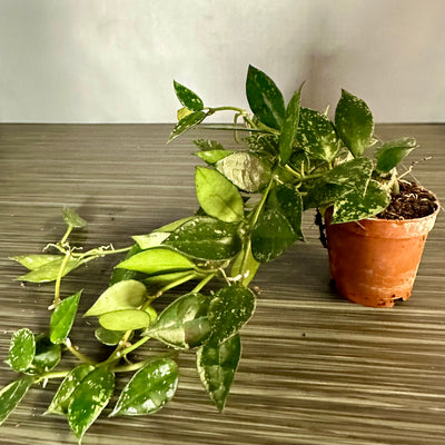 Plant Pop! 2in Hoya Eskimo Dressed Up in Colored Tissue - Back to School or Birthday Theme With Card Message - Free Shipping