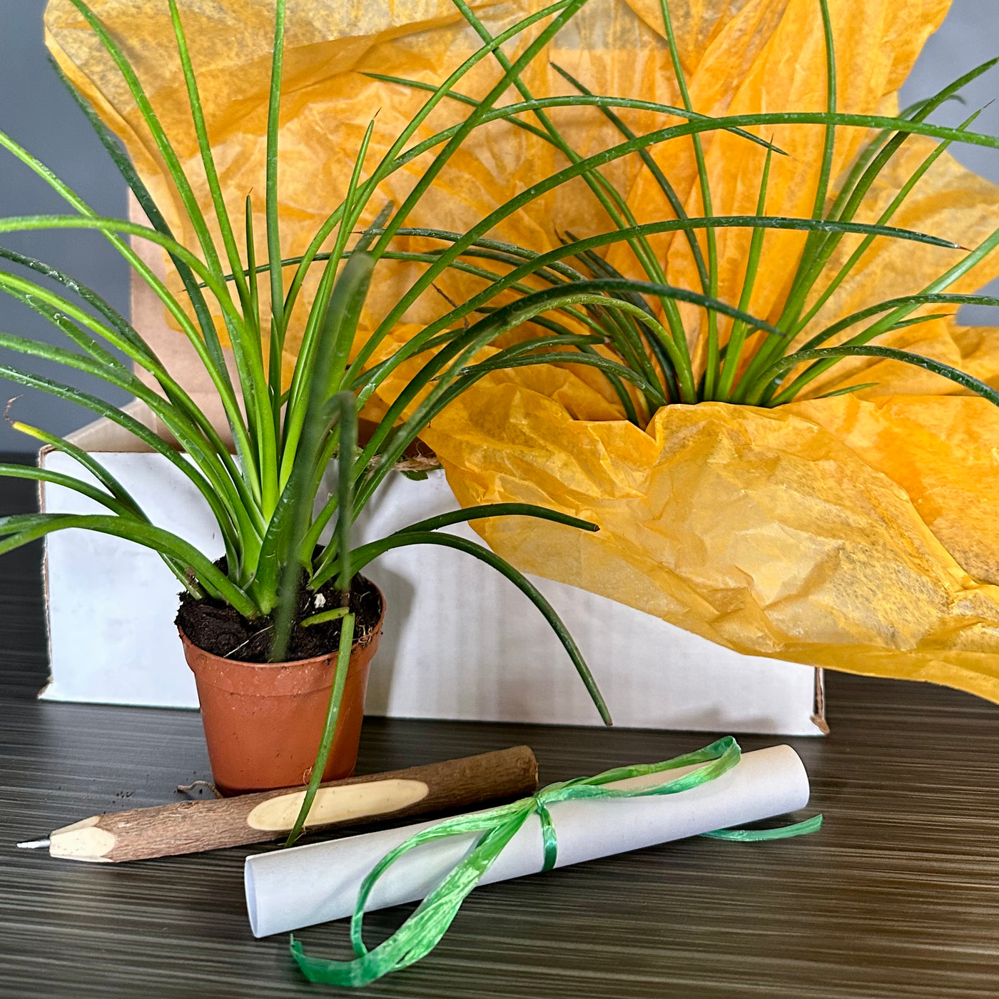 Plant Pop!  2in Agave Geminiflora Plant Dressed Up in Colored Tissue - Back to School or Birthday Theme With Card Message - Free Shipping