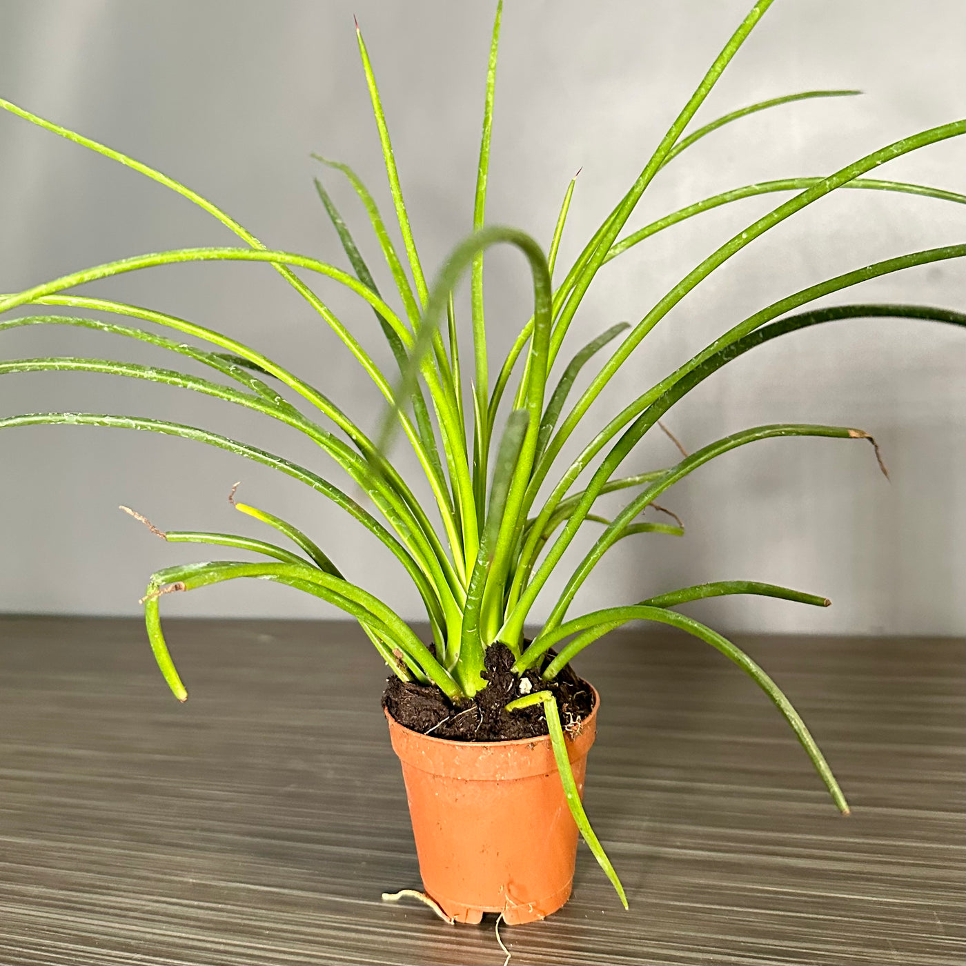 Plant Pop!  2in Agave Geminiflora Plant Dressed Up in Colored Tissue - Back to School or Birthday Theme With Card Message - Free Shipping