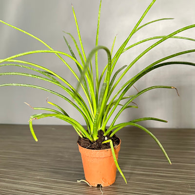 Plant Pop!  2in Agave Geminiflora Plant Dressed Up in Colored Tissue - Back to School or Birthday Theme With Card Message - Free Shipping