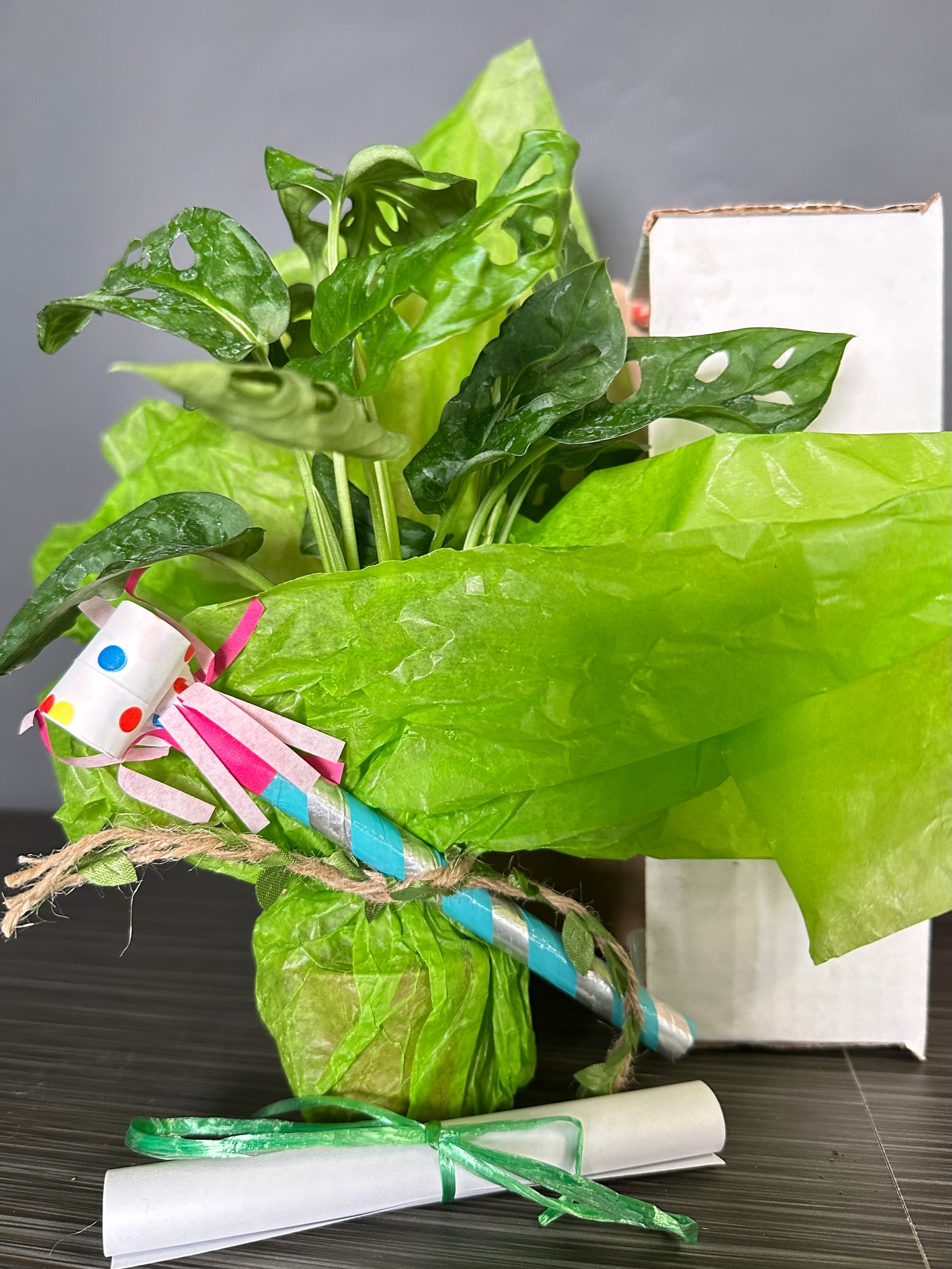 Plant Pop!  2in Monstera Swiss Cheese Plant Dressed Up in Colored Tissue - Back to School or Birthday Theme With Card Message - Free Shipping