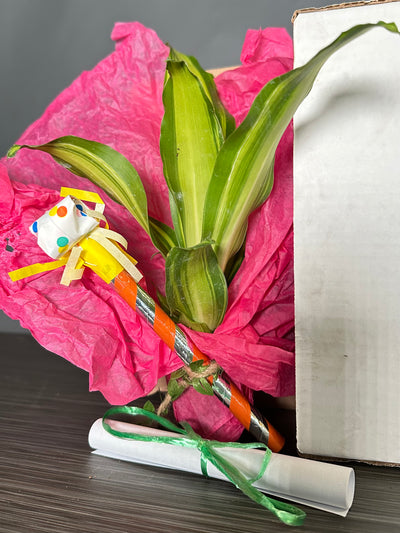 Plant Pop!  2in Dracaena Marley Plant Dressed Up in Colored Tissue - Back to School or Birthday Theme With Card Message - Free Shipping