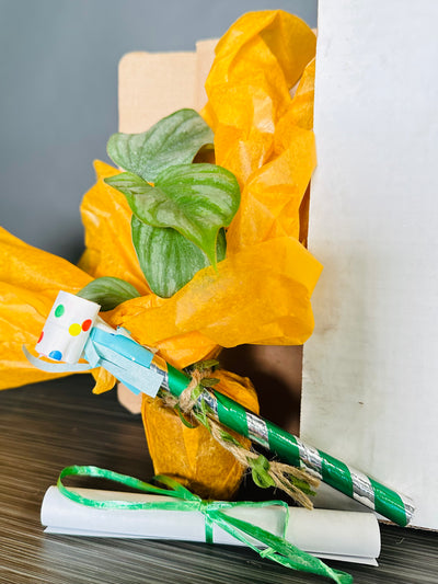 Plant Pop!  2in Philodendron Mamei Plant Dressed Up in Colored Tissue - Back to School or Birthday Theme With Card Message - Free Shipping