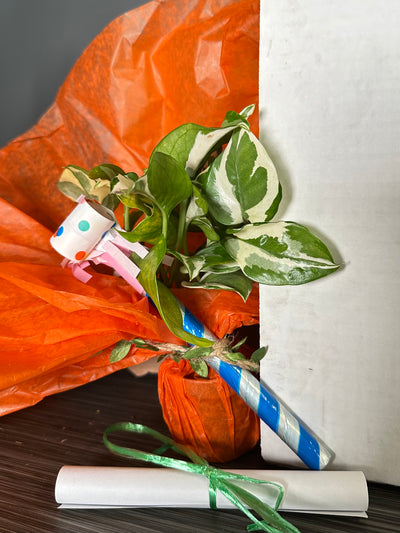 Epipremnum aureum 'Pearls & Jade' Plant Pop!  2in Pothos N Joy Plant Dressed Up in Colored Tissue - Back to School or Birthday Theme and Card Message - Free Shipping