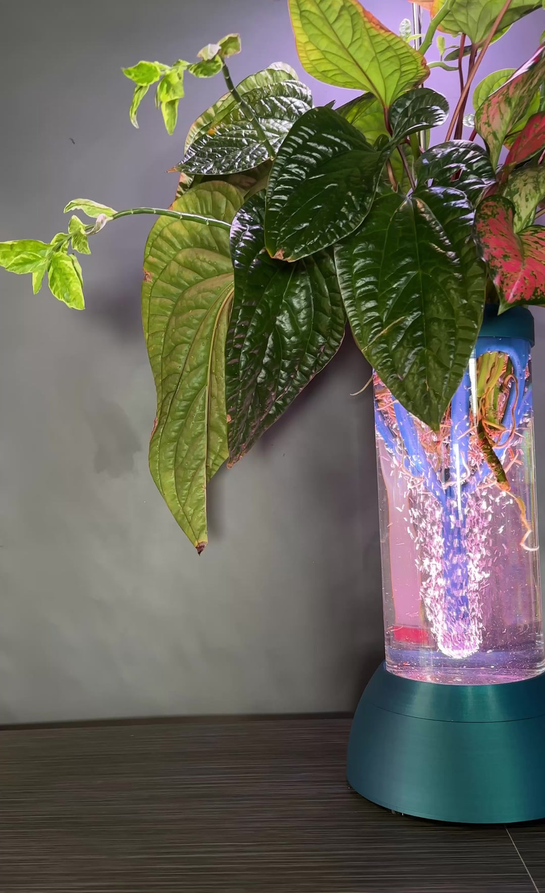 PLANT DADDY GRO G2 - Neptune Blue - SUMMER SALE $30 OFF - FREE FREIGHT ON THIS PRODUCT (Ships in 3 -5 days)