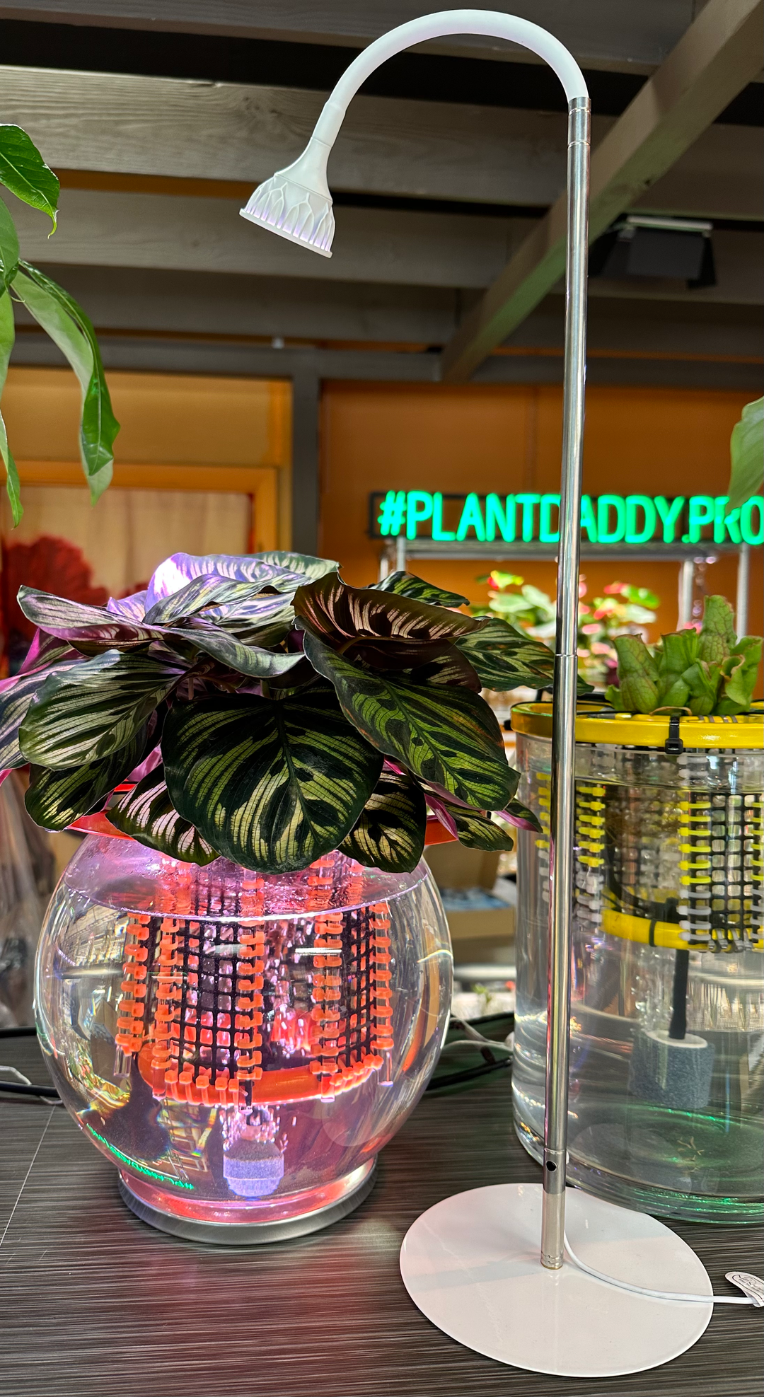 standing grow light for indoor plants Plant Daddy LED Free Standing Plant Light With Timer, 21 Inch and 28 I