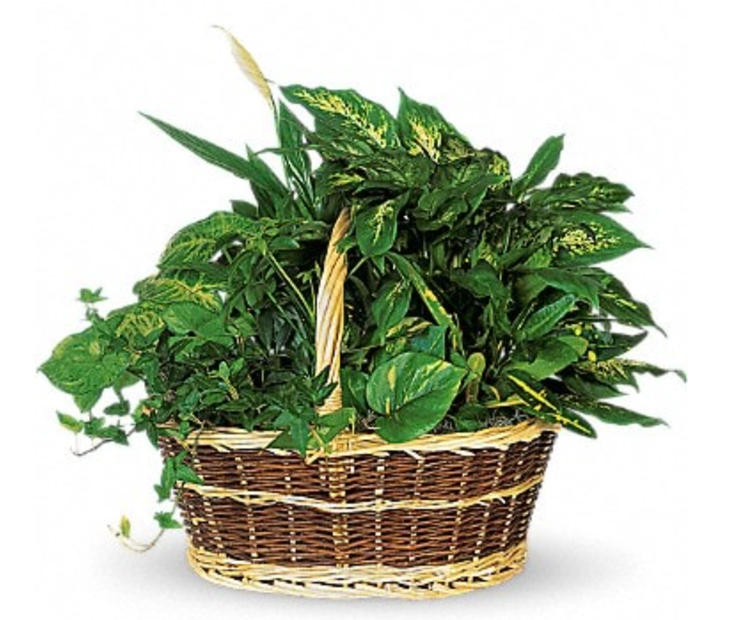 Green Plant Basket Arrangement