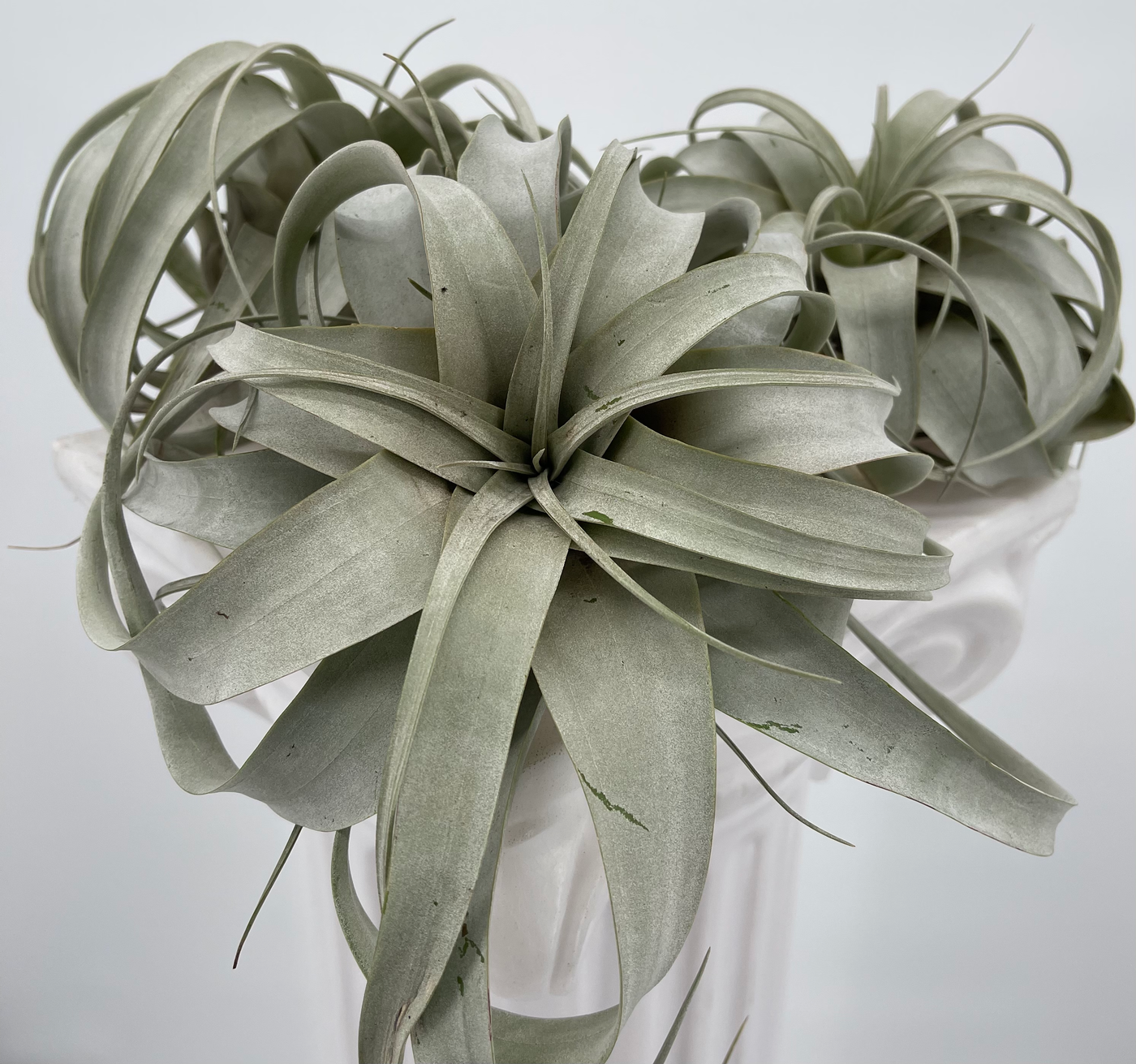 PlantDaddy Air Plant Xerographica