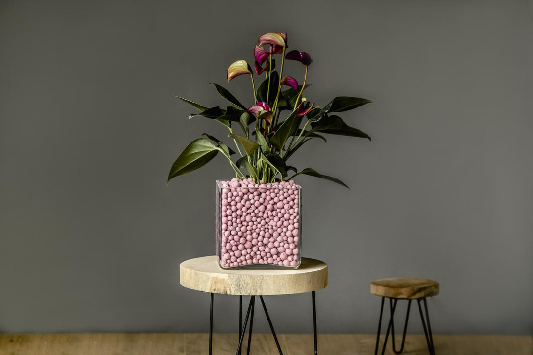 Plant Daddy Brockytony Hydro Balls Pink 8-16mm 2L bag